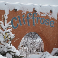 Cliffrose at winter
