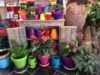 Colorful Spring pots and blooming houseplants for Valentines gifts.